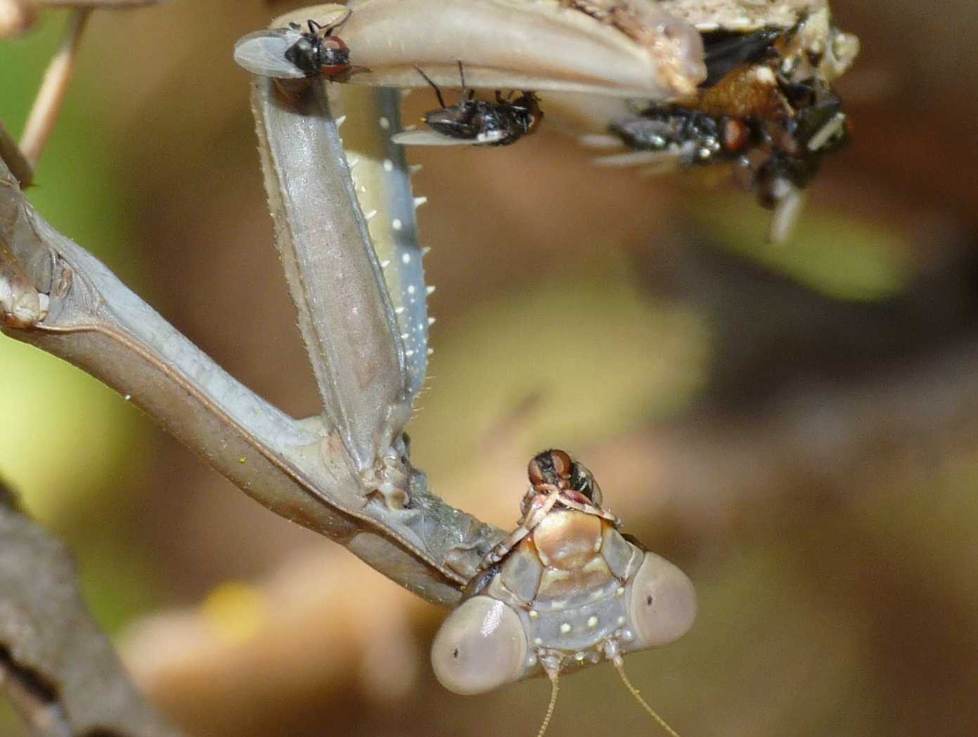 Quando fanno cos� mi viene la mosca al naso ...